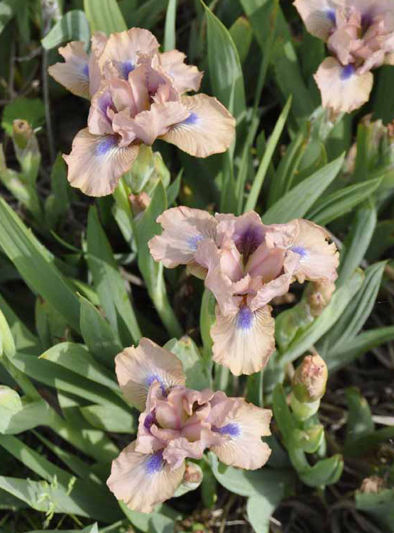 Dwarf Irises Claire Austin