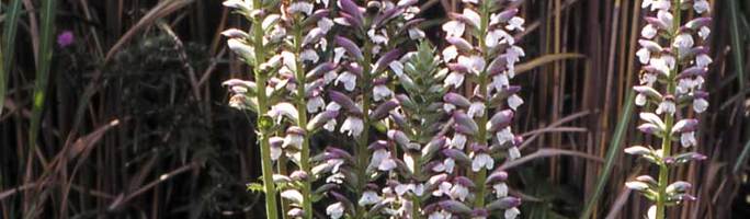 Acanthusmollis
