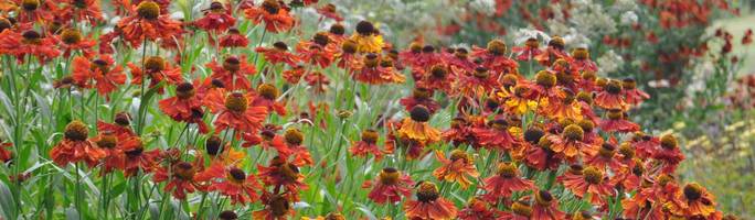 Helenium-moerheim-beauty1