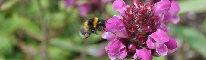 Bee-on-prunella-altenberg-rosa