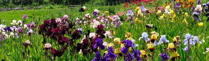 Iris-fd-2014-7