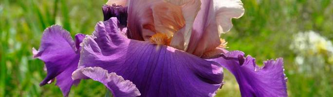 Iris-discovered-treasure5