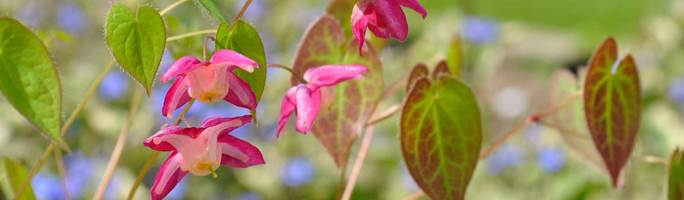 Epimedium-rubrum4