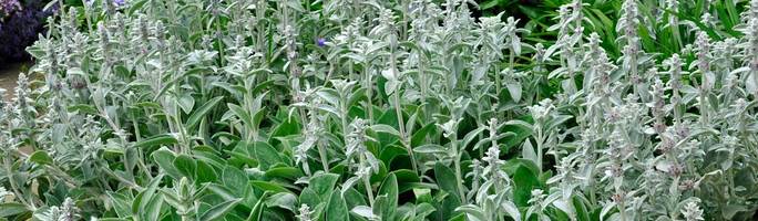 Stachys-big-ears-and-byzantina