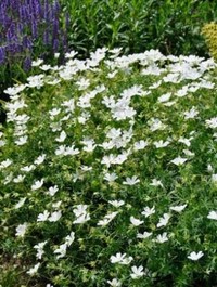 Geranium sanguineum 'Album'