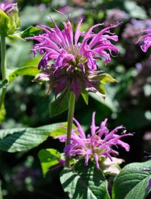 Monarda 'Prairienacht' | Claire Austin
