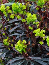 Mpp_euphorbia-amy-purpurea1