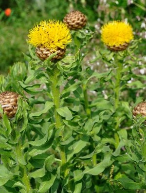 Centaurea macrocephala | Claire Austin