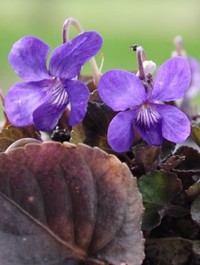 Viola labradorica | Claire Austin