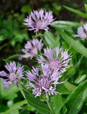 centaurea montana carnea claire