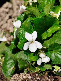 Viola odorata 'Alba'