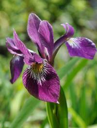 Iris 'Jane Phillips' Claire Austin