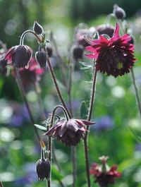 Aquilegia vulgaris 'Ruby Port'