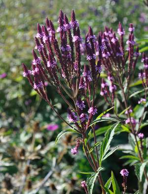 verbena hastata rosea claire austin