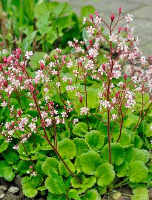 Saxifraga X Urbium Claire Austin Saxifraga X Urbium Claire Austin
