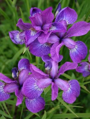 iris sparkling rose claire