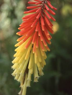Regal red hot poker