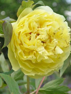 Peony Yellow Crown Claire Austin