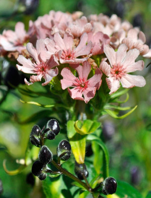 lychnis chalcedonica carnea claire