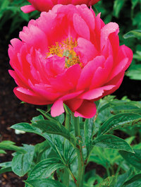 Peony Hillary Claire Austin