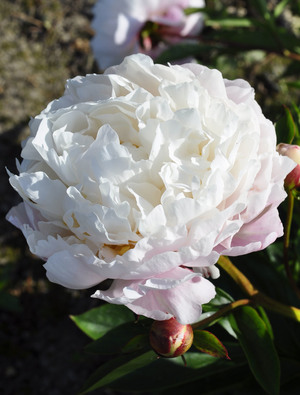 Peony 'Victorian Blush' | Claire Austin
