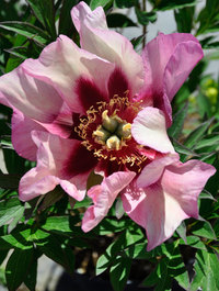 Peony Bunker Hill Claire Austin