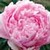 Peony-icon